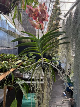 Orquídea Vanda grande