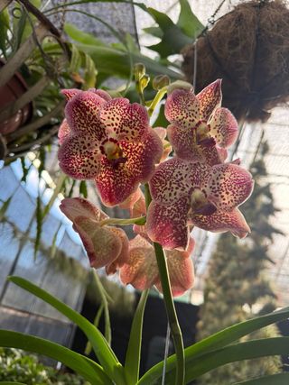 Orquídea Vanda grande