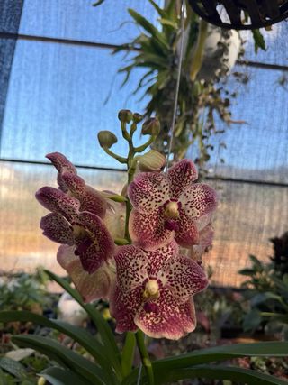 Orquídea Vanda grande