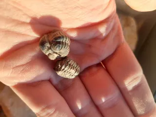 Lote 2 Trilobites Fósseis