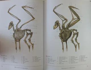 The Resurrectionist: The Lost Work of Dr. Spenc...