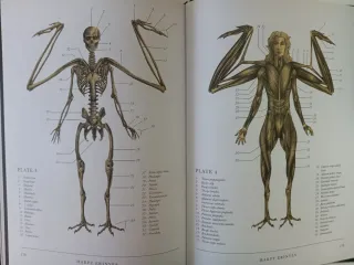 The Resurrectionist: The Lost Work of Dr. Spenc...