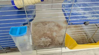 Jaula para cobaya o hurón