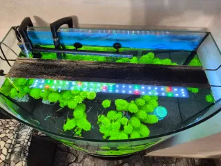 Acuario 100l completo con mueble, peces y plantas