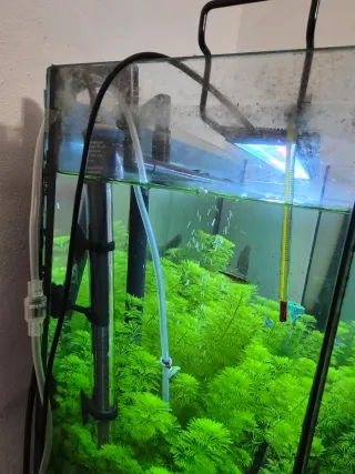 Acuario 100l completo con mueble, peces y plantas