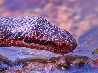 TV Hisense 55 4K Curva