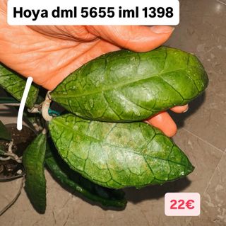 Hoya dml 5655 iml 1398