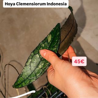 Hoya Clemensorum Indonesia