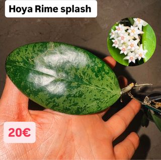 Hoya Rime Splash