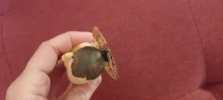 Statuetta Bambino Gesù con aureola