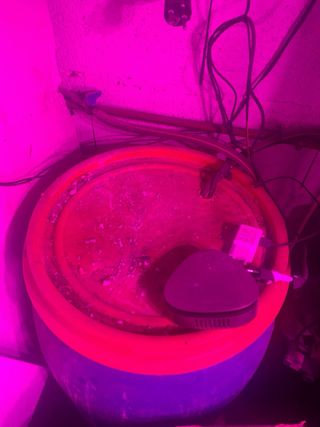 CULTIVO COMPLETO CON TODO