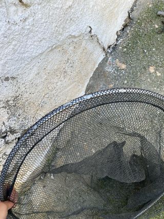 Equipo de pesca para ciprínidos