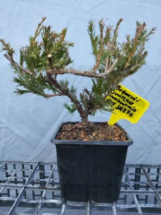 PREBONSÁI JUNÍPERO HORIZONTALIS