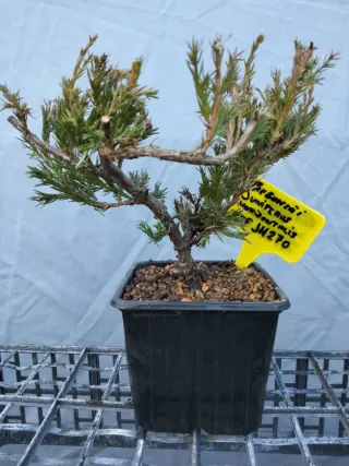 PREBONSÁI JUNÍPERO HORIZONTALIS