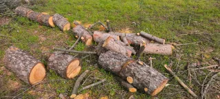 Se REGALA madera de pino para leña u otros usos.