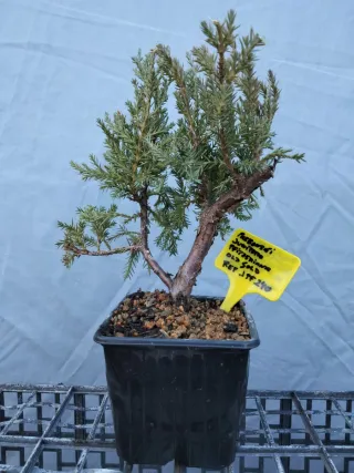 PREBONSÁI JUNÍPERO PIFTZERIANA OLD GOLD