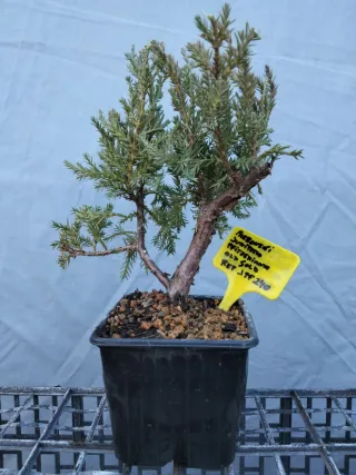 PREBONSÁI JUNÍPERO PIFTZERIANA OLD GOLD