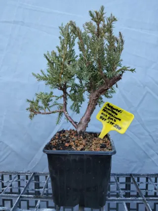 PREBONSÁI JUNÍPERO PIFTZERIANA OLD GOLD
