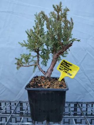 PREBONSÁI JUNÍPERO PIFTZERIANA OLD GOLD
