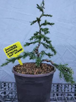 PREBONSÁI JUNÍPERO CHINENSIS STRICTA