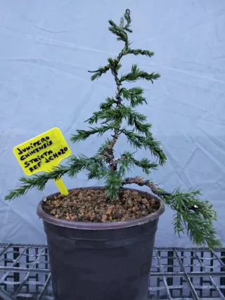 PREBONSÁI JUNÍPERO CHINENSIS STRICTA