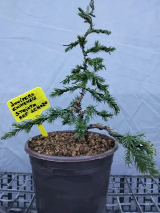 PREBONSÁI JUNÍPERO CHINENSIS STRICTA