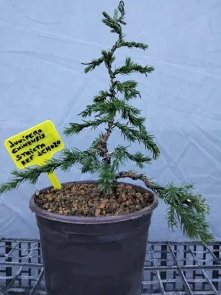 PREBONSÁI JUNÍPERO CHINENSIS STRICTA