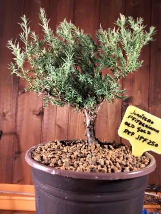 PREBONSÁI JUNÍPERO PIFTZERIANA OLD GOLD