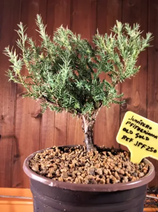 PREBONSÁI JUNÍPERO PIFTZERIANA OLD GOLD