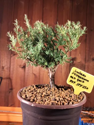 PREBONSÁI JUNÍPERO PIFTZERIANA OLD GOLD