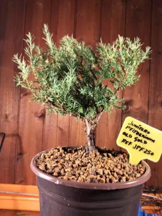 PREBONSÁI JUNÍPERO PIFTZERIANA OLD GOLD