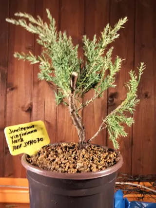 PREBONSÁI JUNIPERUS VIRGINIANA HETZ