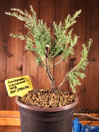 PREBONSÁI JUNIPERUS VIRGINIANA HETZ