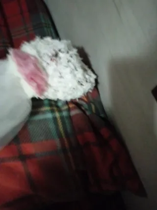 Abito da sposa premaman