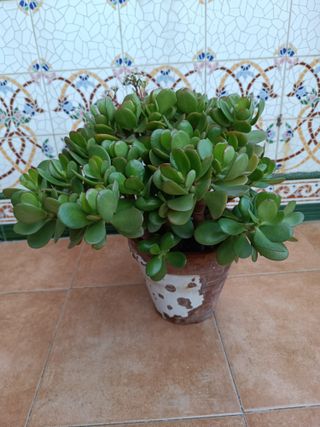 Crassula Ovata Varias