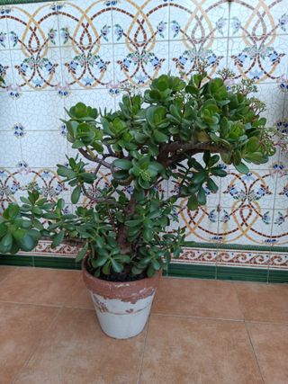 Crassula Ovata Varias