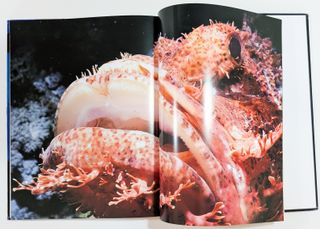 Viaggio nel pianeta sommerso