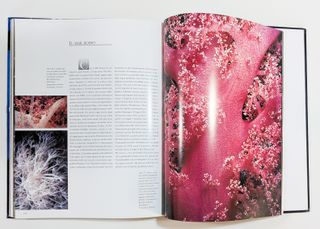 Viaggio nel pianeta sommerso