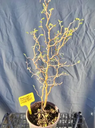Prebonsai Sophora Little Baby