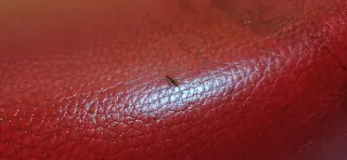 Asiento Honda XR 125