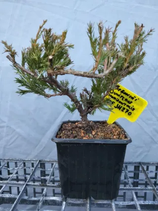 Prebonsai Junípero Horizontalis