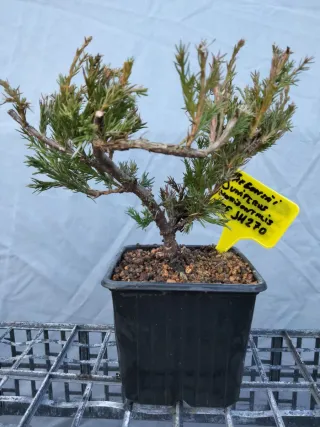 Prebonsai Junípero Horizontalis
