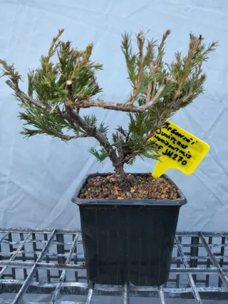 Prebonsai Junípero Horizontalis
