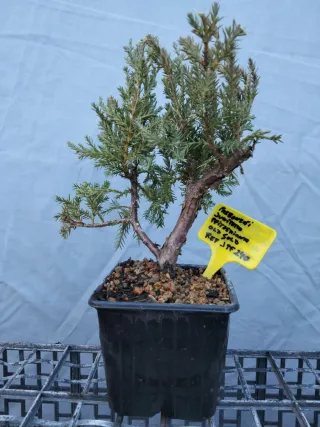 Prebonsai Junípero Pfitzeriana Old Gold