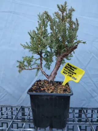 Prebonsai Junípero Pfitzeriana Old Gold