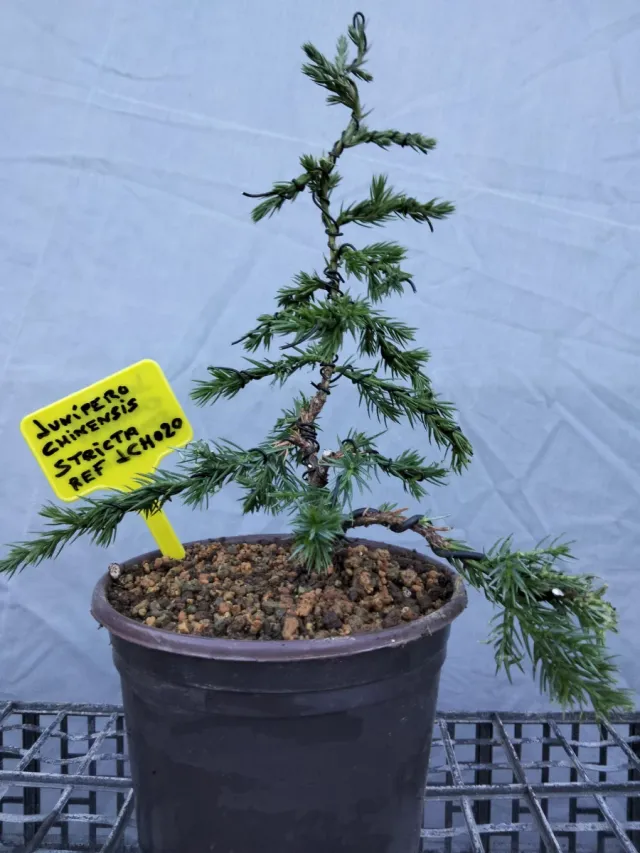 Prebonsai Junípero Chinensis Stricta
