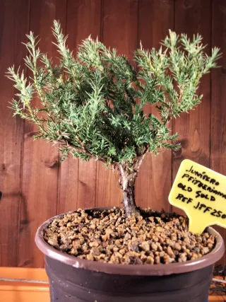 Bonsái Junípero Pfitzeriana Old Gold
