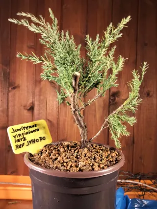 Prebonsai Junípero Virginiana Hetz
