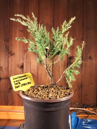 Prebonsai Junípero Virginiana Hetz