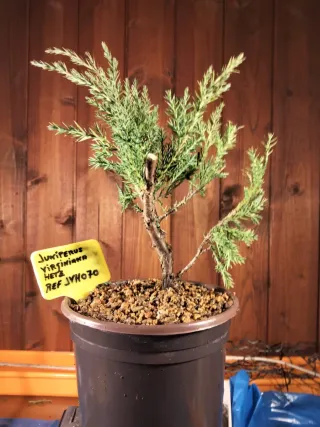 Prebonsai Junípero Virginiana Hetz